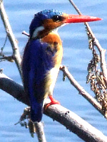 Malachite Kingfisher Malachite Kingfisher